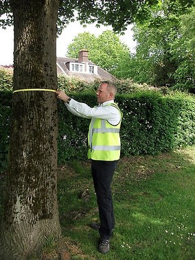 ad tree consultants